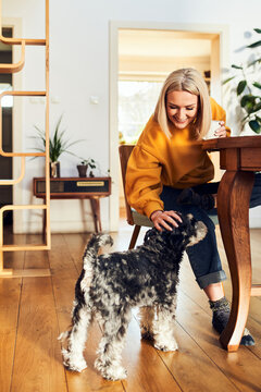 Woman petting her schnauzer dog at home dining table