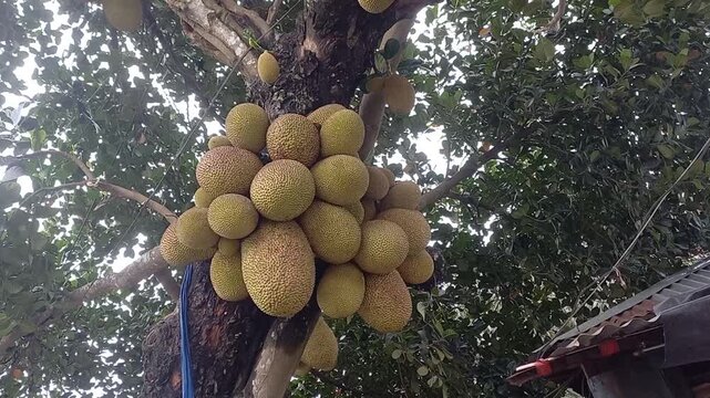 Ripe jackfruit cluster hanging on a tree branch during daytime natural lighting cinematic