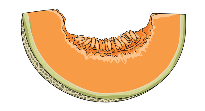 Delicious slice of cantaloupe melon showing its vibrant orange flesh and detailed seeds nestled in the center against a white background.