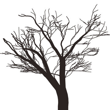 Bare tree branches silhouette viewed from side against clean white backdrop showcasing a detailed, sprawling network of dark limbs and delicate twigs symbolizing bareness and stark natural beauty.