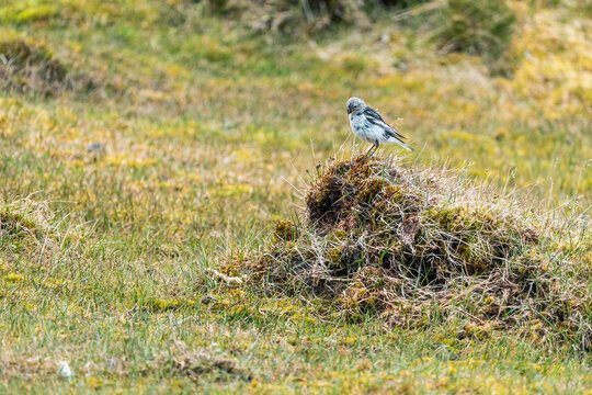 Svalbard, Svalbard and Jan Mayen - 05 July 2025: View of a small bird perched on a mossy mound in the tundra landscape of Varsolbukta.