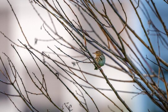 Small meadow pipit bird perched on a thin bare tree branch. Wildlife in nature during winter. Ornithology study and seasonal change concept. Peaceful garden bird watching encounter.