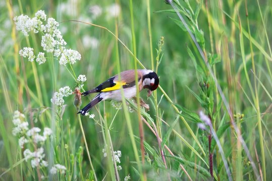 Goldfinch bird perched on a wildflower stem in a green meadow. Small wild animal searching for seeds in natural environment. Wildlife observation, summer season and nature biology.