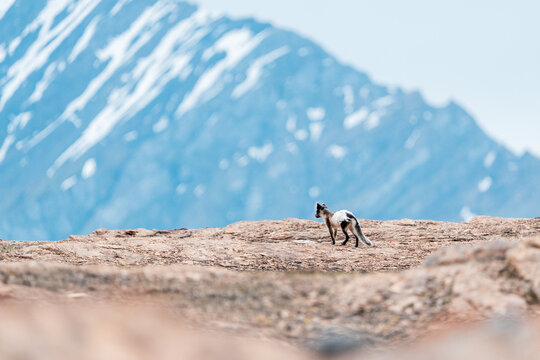 Svalbard, Svalbard and Jan Mayen - 05 July 2025: View of an Arctic fox walking across rocky terrain with a snow-covered mountain peak in the background at Varsolbukta.