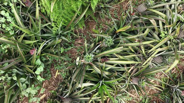 Straight Down Drone Shot of Fruiting Pineapple Plants