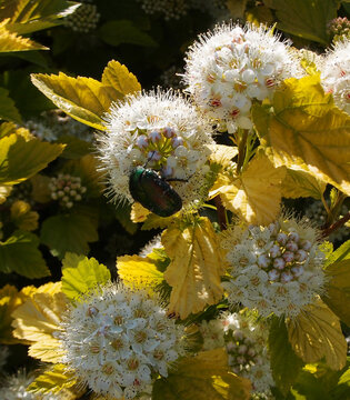 Green rose chafer beetle sitting on white flowers of ninebark shrub on a sunny day