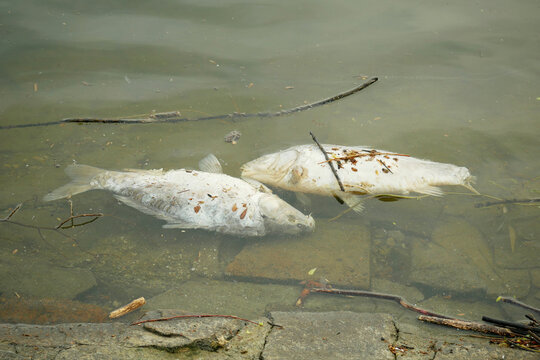 Common carp Cyprinus carpio killed big lifeless dead floating twigs cold ray-finned white fish in polluted pollution streams river lake water washed-up. Shallow inshore vulnerable aqua farmed food