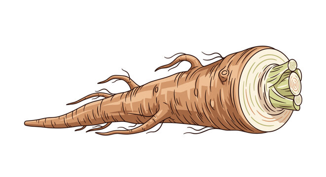 Long burdock root vegetable with its characteristic brown skin and fibrous texture is shown from the side as a healthy ingredient.