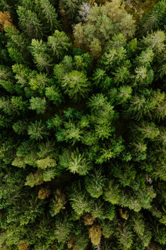 Aerial View of Dense Green Pine Forest Sweden