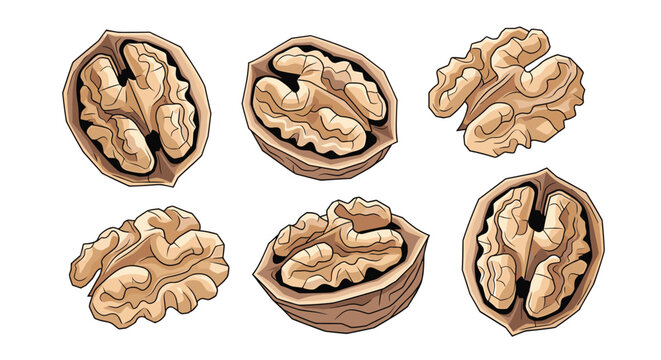 Selection of whole and halved walnuts show the textured brown shells and the brain like shape of the nutritious nut inside.