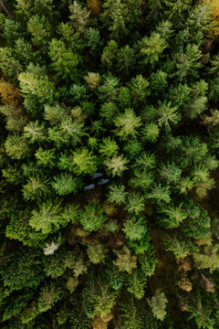 Aerial View of Dense Green Pine Forest Sweden