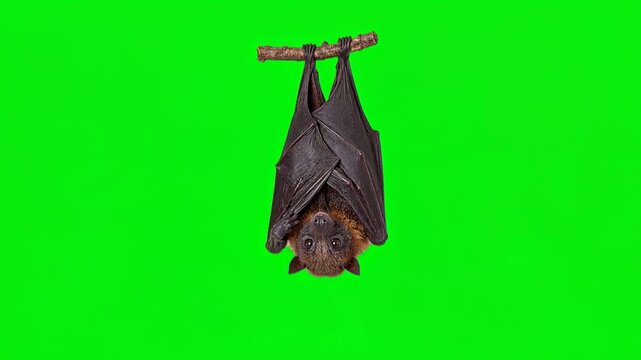 Cute Baby Bat Subtly Swinging on Branch and Blinking Naturally in Smooth Studio Animated Motion Green Screen Chroma Key Commercial Stock Video Footages