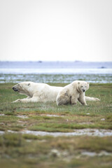 Baby polar bear cub sitting next to mom lounging along the Hudson Bay Coast, near Nanuk Polar Bear Lodge, Manitoba Canada. © Priscilla