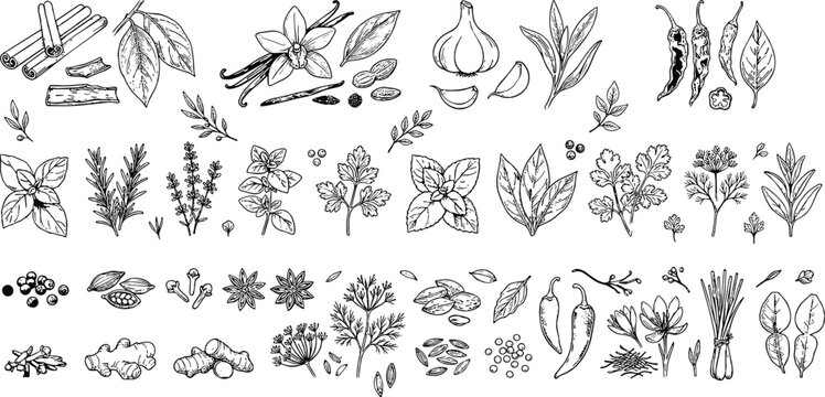 spices and herbs vintage sketch collection bundle black and white engraved style vector.