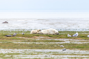 Small polar bear cub napping on mom,  surrounded by seagulls along the coast of the Hudson Bay, near Nanuk Polar Bear Lodge, Manitoba, Canada. © Priscilla