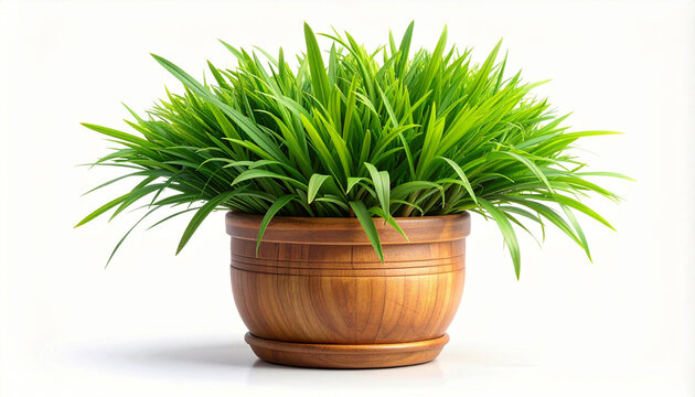 Green grass in a wooden pot on a white background. Front view.