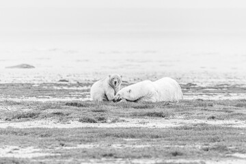 A polar bear cub looks on as mom naps along the Hudson Bay coast, near Nanuk Polar Bear Lodge, Manitoba, Canada. © Priscilla