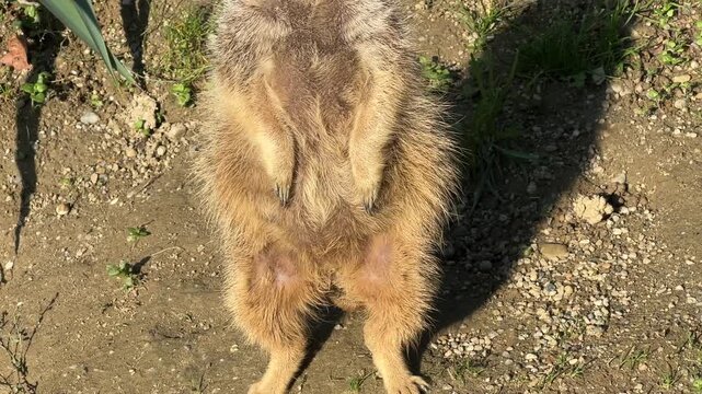 Meerkats move about their enclosure at Zagreb zoo during a bright autumn day. Their playful behavior showcases the lively atmosphere of the animal park this season.