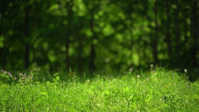 Green forest meadow on a sunny summer day