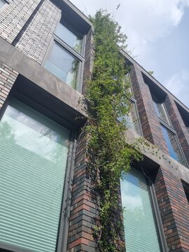 Dramatic worm's-eye view of sustainable urban architecture in the Netherlands. Green ivy climbs towards the sky on a dark brick residential facade. Concept of corporate growth, sustainability, and fut