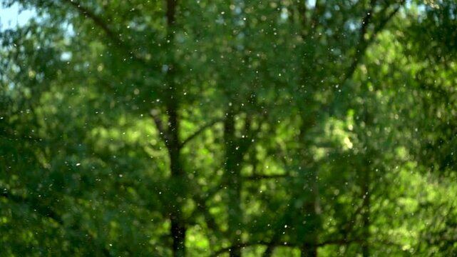 Flying white fluff in the sunny green forest