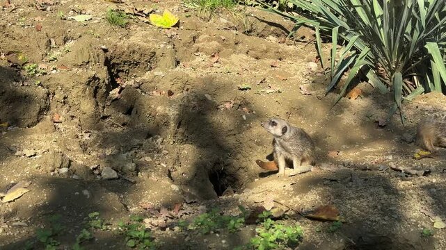 Wander through Zagreb zoo in autumn, where unique animals explore their surroundings. Enjoy the sights of various species, including playful meerkats in a serene environment.