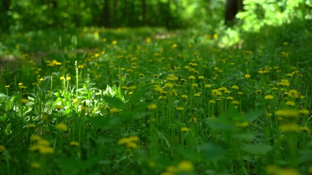 Blooming meadow with dandelions in forest