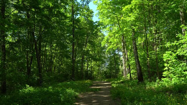 Forest trail among green trees