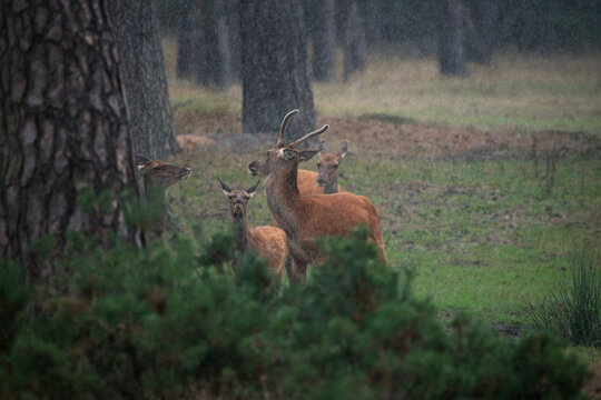 Young red deer stag displaying flehmen response behavior in the forest during rain