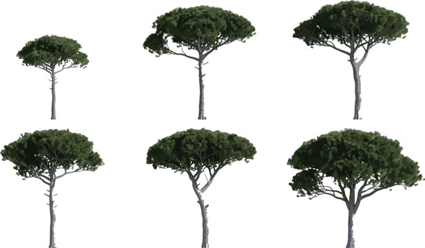 Stone pine trees collection with different sizes and shapes isolated for green architectural landscape design