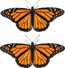 Monarch butterfly vector illustration top and bottom view symmetry design © Neural Nexus