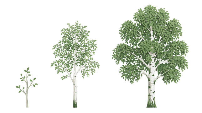 Birch trees growth stage collection from small sapling to mature