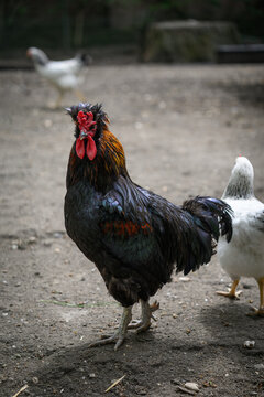 Rooster with ruffled feathers on its head.