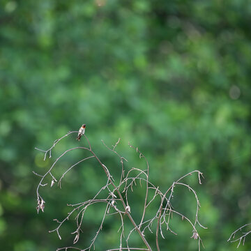 Ruby-throated hummingbird perched in a treetop with green background.