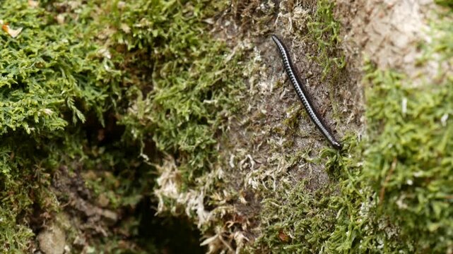 Black centipede crawling over green moss on a tree trunk