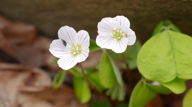 Little bug crawling on a white wood sorrel flower