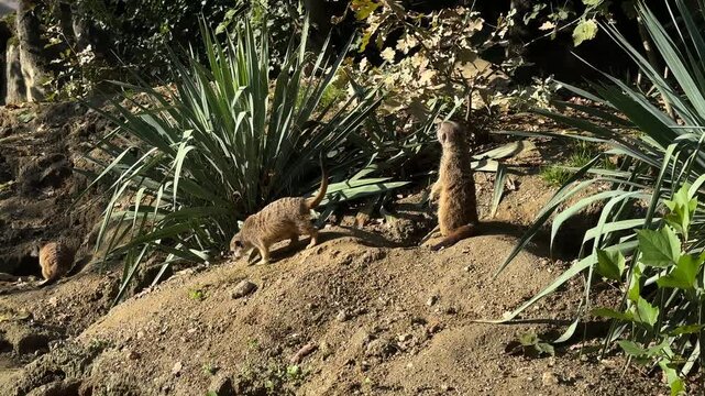 In the vibrant autumn setting of Zagreb zoo, meerkats roam their enclosure, displaying curious behaviors as they interact with one another among the lush vegetation.