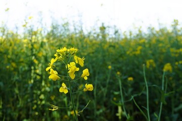 Obraz premium Gelbes Rapsfeld vor grau-weißem Himmel bei Sonne am Nachmittag im Frühling