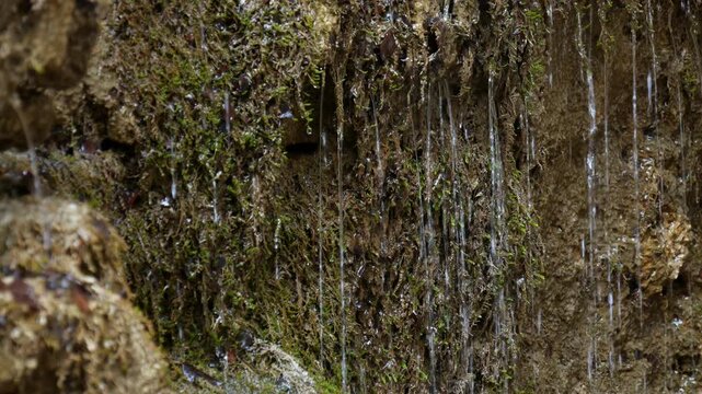 Water drops trickling down a mossy rock