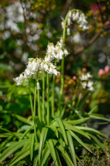 Fototapeta premium Beautiful white bellflowers on a stem with green leaves.