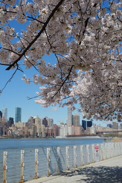 cherry blossom new york