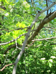 Fototapeta premium Close up white acacia blossom with green leaves in spring sunlight