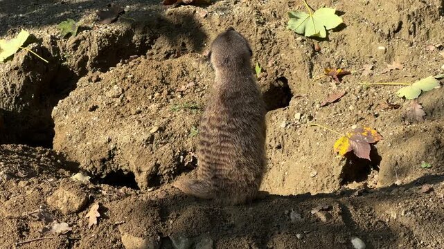 A meerkat stands alert in its enclosure at Zagreb zoo during autumn. The animal is surrounded by fallen leaves and showcases its natural behavior, observing its surroundings curiously.