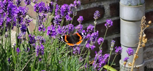 a beautiful butterfly sits at purple lavender flowers in the garden in summer closeup © Angelique
