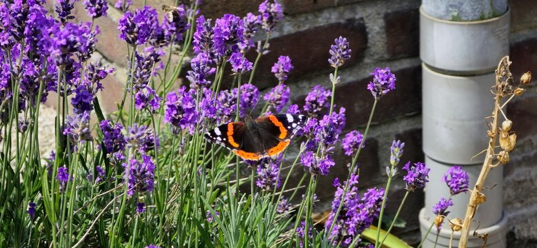 a beautiful butterfly sits at purple lavender flowers in the garden in summer closeup