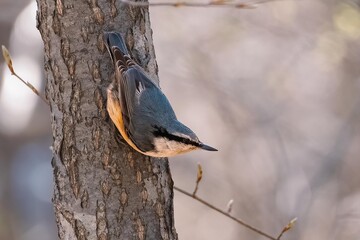 tit on tree © Tsvirko