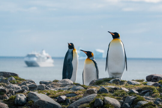 View of three King Penguins standing on the rocky shore of Saint Andrew's Bay with a cruise ship and icebergs in the background in South Georgia and the South Sandwich Islands.