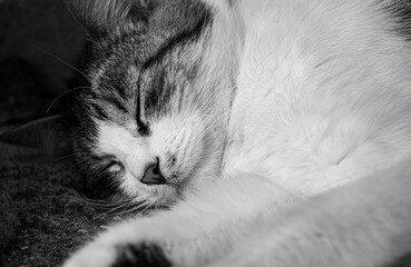cat lying on the floor © Pavitar