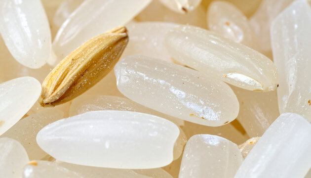 Close-up of raw rice grain with husk detail