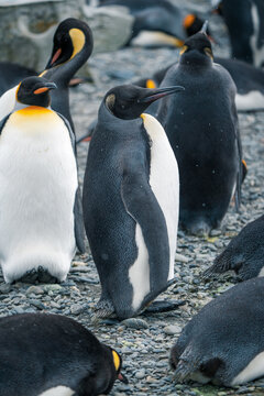 View of king penguins standing on a grey pebble beach with their vibrant orange neck patches South Georgia and the South Sandwich Islands.